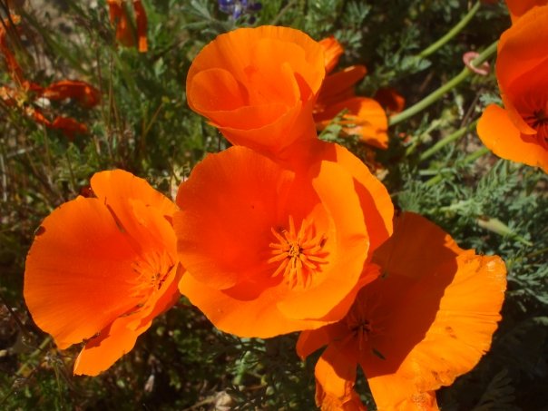poppy reserve picture
